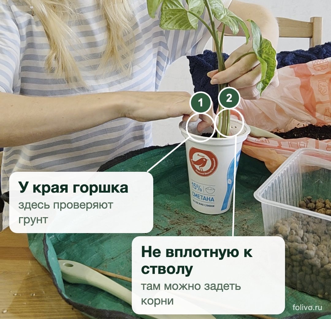 Кадр со съёмки пересадки: пальцы у края белого стаканчика с грунтом, рядом стебли растения. Выноски: 1 - у края горшка, здесь проверяют грунт; 2 - не вплотную к стволу, там можно задеть корни