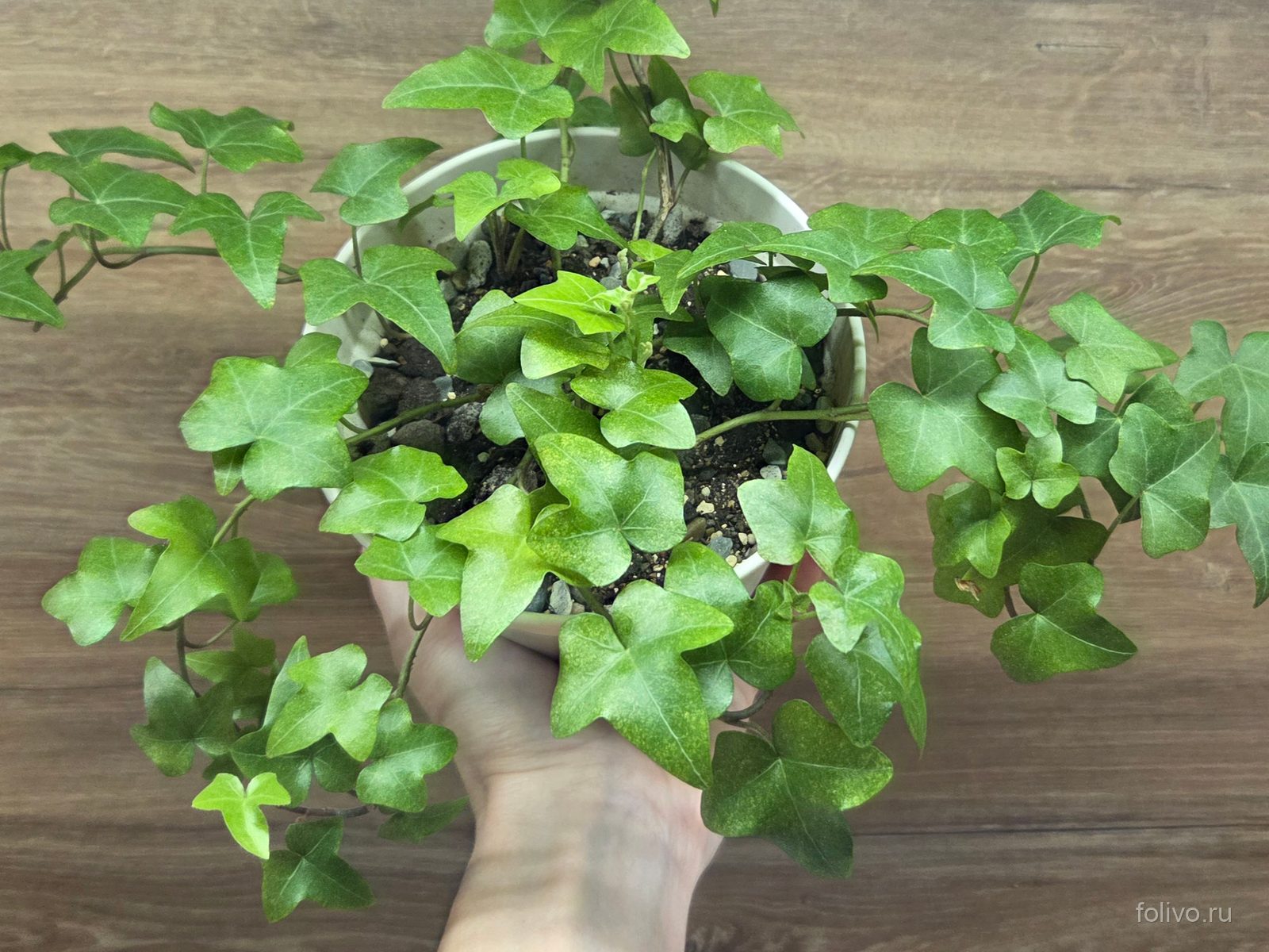 Плющ в горшке на ладони над деревянным полом: густые плети с мелкими трёхлопастными ярко-зелёными листьями
