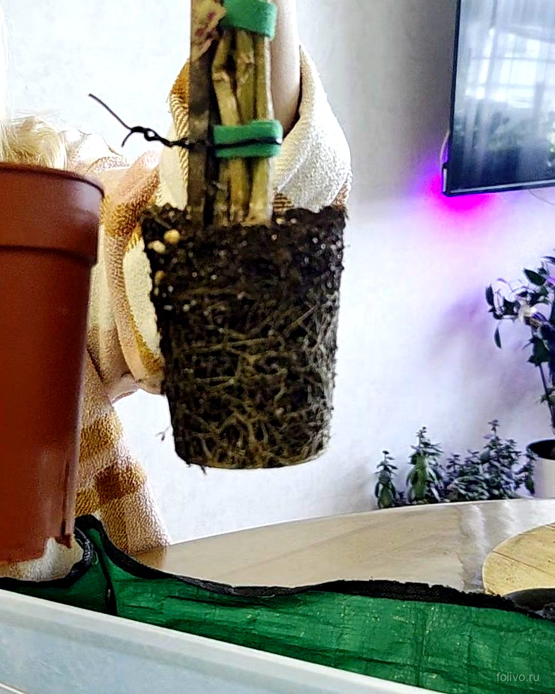 Ком корней штамбового колеуса, подвязанного к опоре, рядом с новым горшком