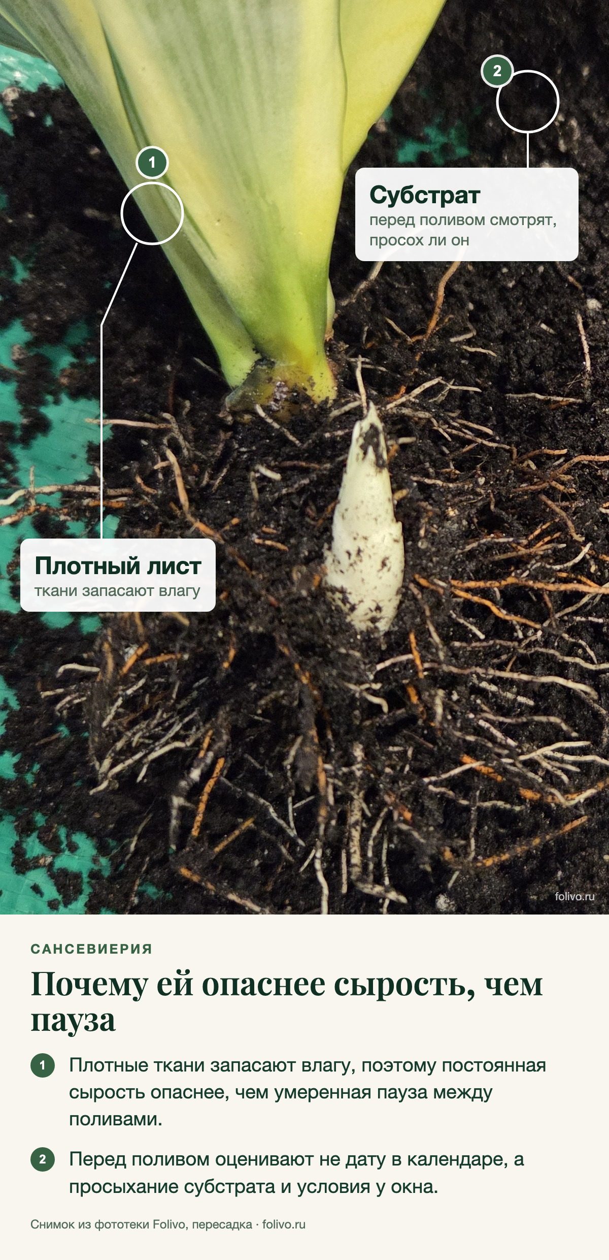 Сансевиерия, вынутая из горшка, на рассыпанном грунте: основание плотного светлого листа, корни и светлый заострённый росток. Выноски: 1 — плотный лист, ткани запасают влагу; 2 — субстрат, перед поливом смотрят, просох ли он. Под снимком два пункта: плотные ткани запасают влагу, поэтому постоянная сырость опаснее, чем умеренная пауза между поливами; перед поливом оценивают не дату в календаре, а просыхание субстрата и условия у окна.
