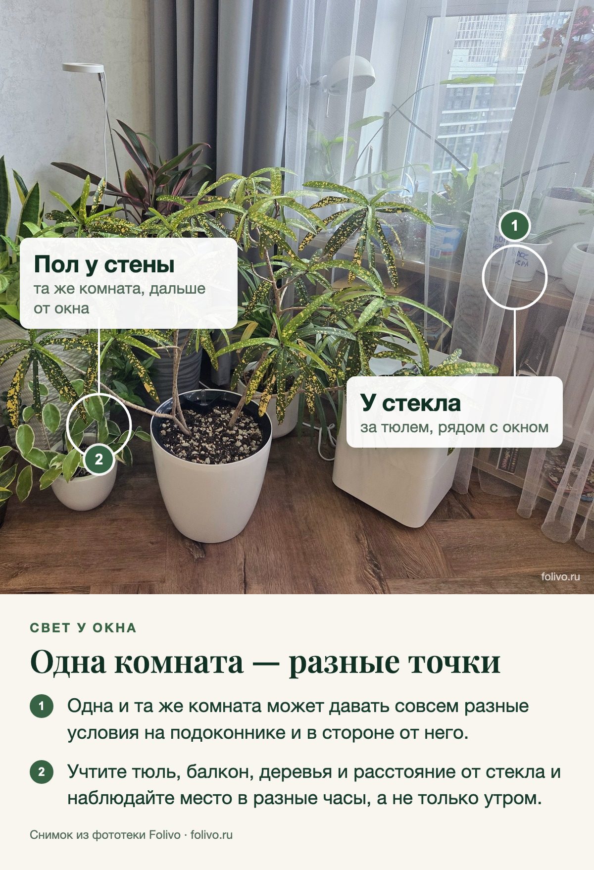 Угол комнаты с растениями: одни стоят у самого стекла за тюлем, другие на полу дальше от окна, между ними большое растение в белом горшке. Выноски: 1 — у стекла, за тюлем, рядом с окном; 2 — пол у стены, та же комната, дальше от окна. Под снимком два пункта: одна и та же комната может давать совсем разные условия на подоконнике и в стороне от него; учтите тюль, балкон, деревья и расстояние от стекла и наблюдайте место в разные часы, а не только утром.