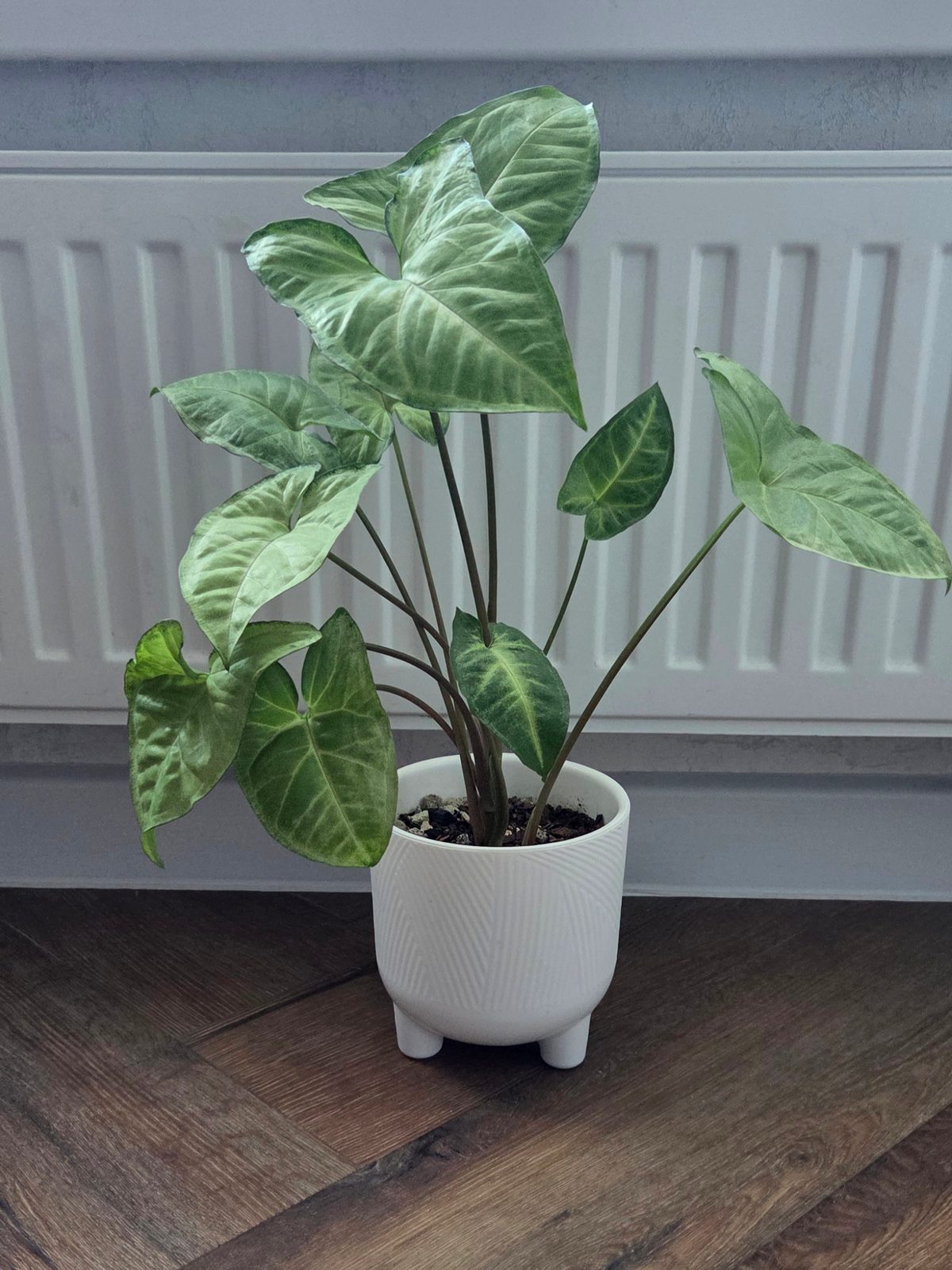 Сингониум (Syngonium podophyllum) — растение в домашних условиях
